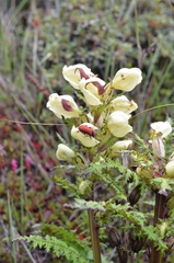Pedicularis scullyana