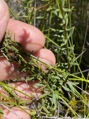 Westringia tenuicaulis