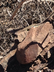 Cophosaurus texanus scitulus