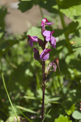 Pedicularis nordmanniana