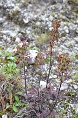Pedicularis cheilanthifolia