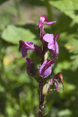 Pedicularis nordmanniana