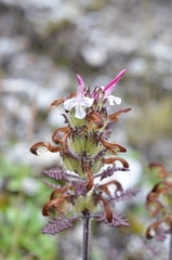 Pedicularis cheilanthifolia