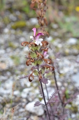 Pedicularis cheilanthifolia