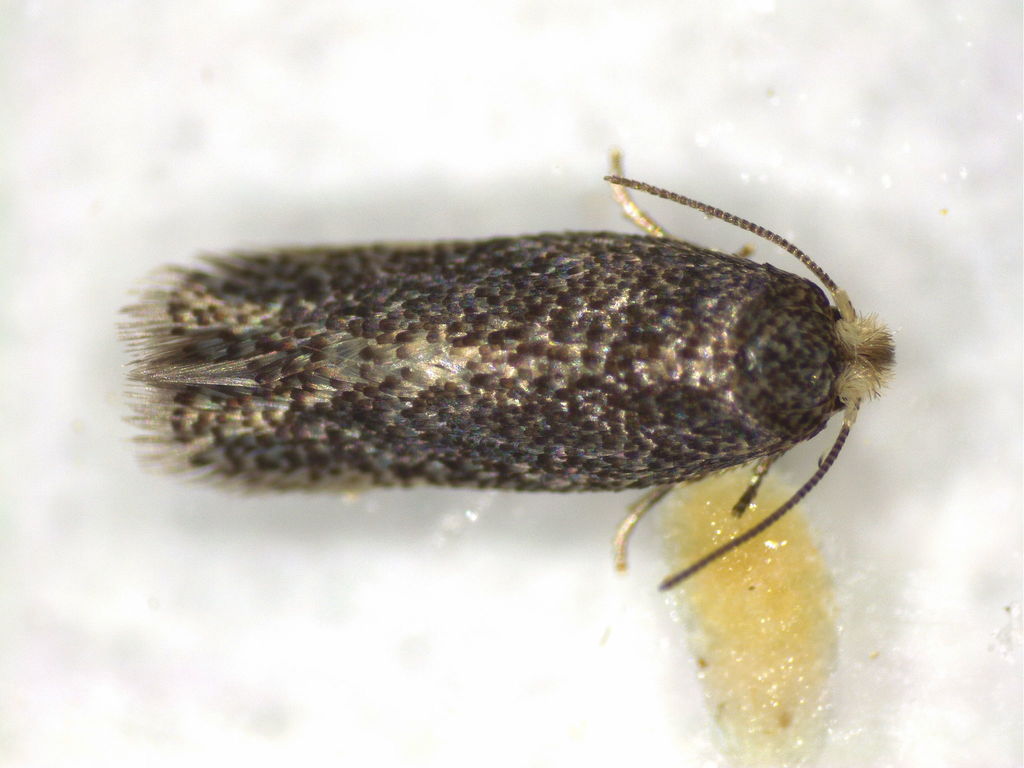 Pectinivalva