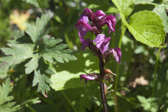 Pedicularis nordmanniana