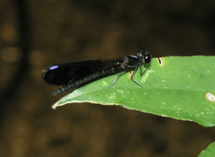 Aristocypha fenestrella