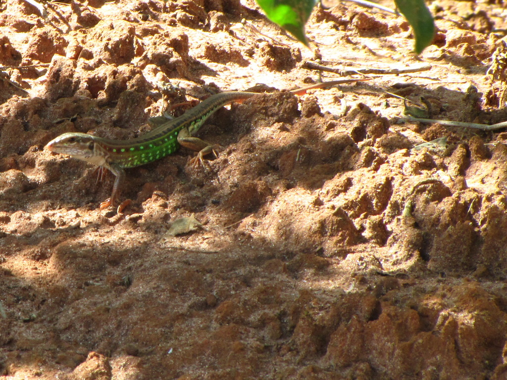 Whiptail Shell Eastern South American Whiptails from São João da Ponte - MG, 39430-000 ...