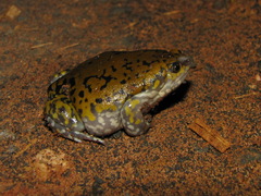 Dermatonotus muelleri