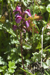 Pedicularis nordmanniana
