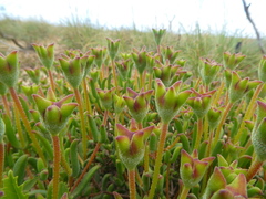 Drosanthemum lavisii