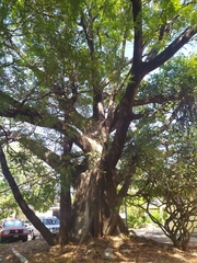 Ceiba pentandra