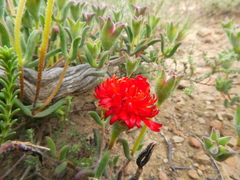 Drosanthemum lavisii