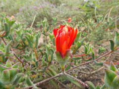 Drosanthemum lavisii