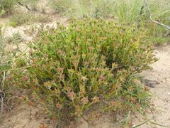 Drosanthemum lavisii