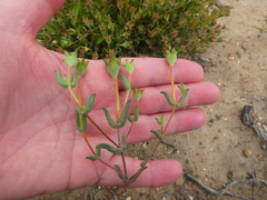 Drosanthemum lavisii
