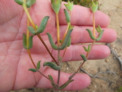 Drosanthemum lavisii