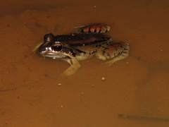 Leptodactylus mystacinus