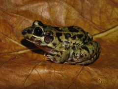 Leptodactylus troglodytes