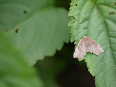 Achrosis rondelaria
