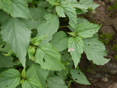 Achrosis rondelaria