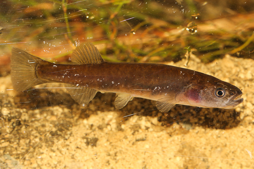 Cape Galaxias (Galaxias zebratus) — Galaxiidae — 4