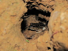 Leptodactylus troglodytes