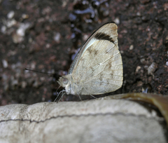 Appias indra thronion