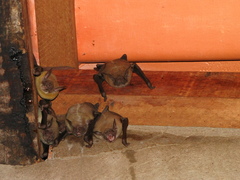 Noctilio albiventris
