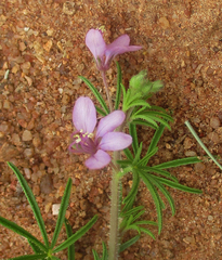 Cleome hirta