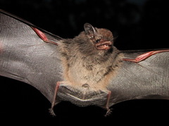 Peropteryx