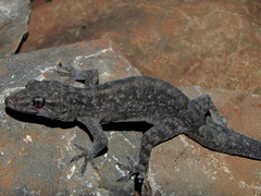 Phyllopezus pollicaris