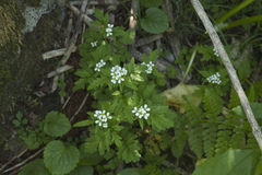Cardamine pectinata