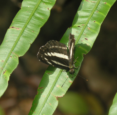 Neptis clinia susruta