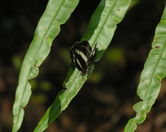 Neptis clinia susruta