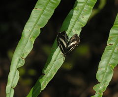 Neptis clinia susruta