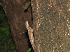 Tropidurus hispidus