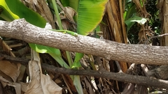 Phelsuma quadriocellata