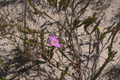 Lachnaea uniflora