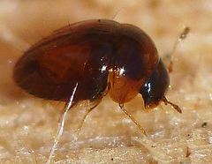 Clambidae