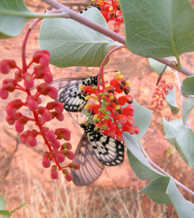 Grevillea wickhamii