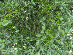 Viscum ovalifolium