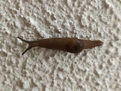 Ostracolethinae