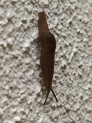 Ostracolethinae