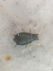 Aphis hederae