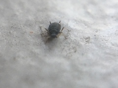 Aphis hederae