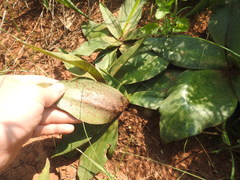 Ledebouria ovatifolia