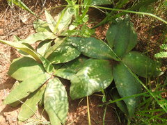 Ledebouria ovatifolia