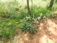 Ledebouria ovatifolia