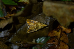 Glaucocharis selenaea